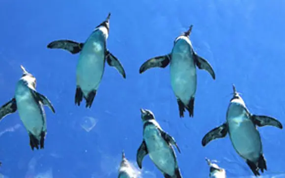 九十九島動植物園森きらら